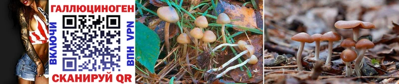 купить сайты Яблоновский Псилоцибиновые грибы Psilocybine cubensis